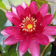 Näckros 'Aurora Rubra'