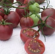 Körsbärstomat 'Chocolate Cherry' 9cm kruka