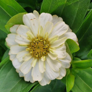 Zinnia elegans 'Vit' 13cm kruka