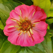 Zinnia elegans 'Rosa' 13cm kruka
