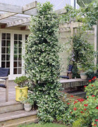  Stjärnjasmin