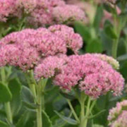  Kärleksört 'Herbstfreude'