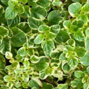 Oregano