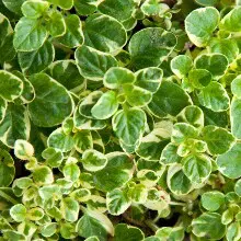 Oregano