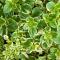 Oregano