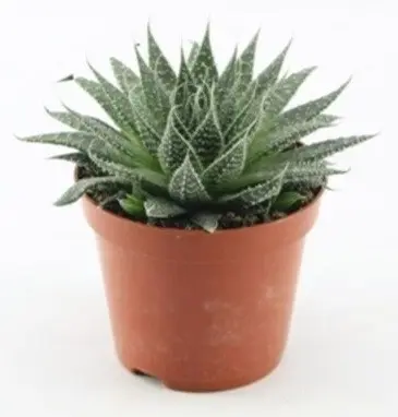 Borstaloe 8,5cm kruka