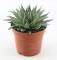 Borstaloe 8,5cm kruka