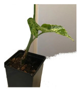 1 blad Syngonium Mottled Mojito stickling växt unik