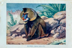 Mandrill, Brehm, Djurens Liv; Tierleben; från 1920 talet