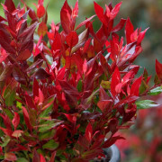 Vinterrosling 'Little Flame' C1,5-2