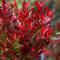 Vinterrosling 'Little Flame' C1,5-2