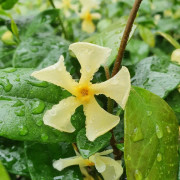 Stjärnjasmin 9cm kruka
