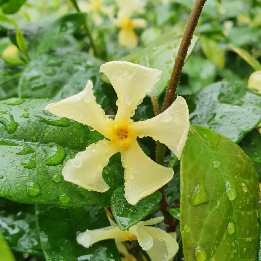 Stjärnjasmin 9cm kruka