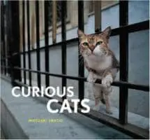Curious Cats