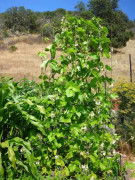 Last Chance (S) Seed, Gigante Beans white, really big beans