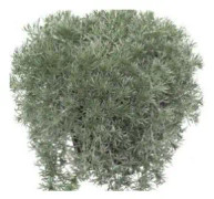 Malört 'Gletscherraute' 10,5cm kruka