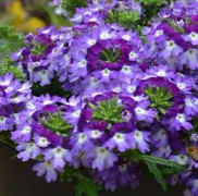 Trädgårdsverbena 'Vepita Violet Kiss' 10,5cm kruka