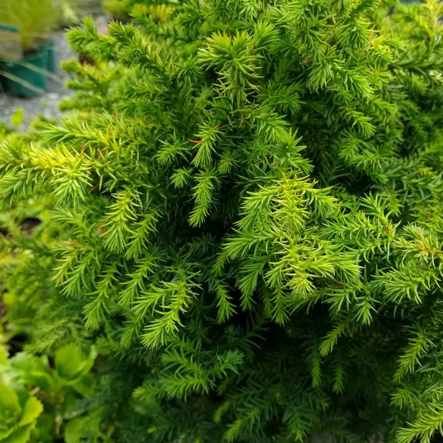 Kryptomeria 'Vilmoriniana' C1,5-C2