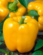 Paprika ´Golden California Wonder´ 50 st frön