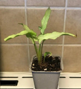 1 bebisplanta Syngonium Nguengi Laima växt unik