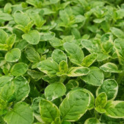 Oregano,- Brokbladig 13cm kruka