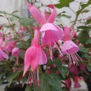 Fuchsia 'Rosa Beacon' 11,5cm kruka