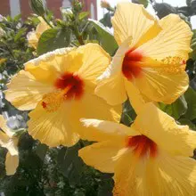Hibiscus, gul