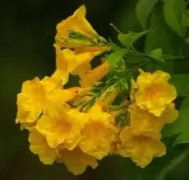  Trumpetbuske 'Sunlight'