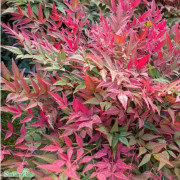 Nandina 'Obsessed' 1,5-2l co