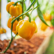 Paprika, Gul 'Tenor' 10,5cm kruka