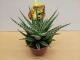 Haworthia 'Big Band'