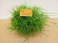 Mistelkaktus, Coral Breeze