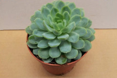 Echeveria 'Elegans'