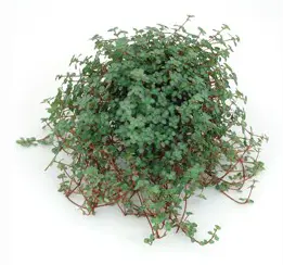 Linspilea 'Greyzy'