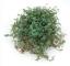 Linspilea 'Greyzy'