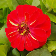 Zinnia elegans 'Röd' 13cm kruka