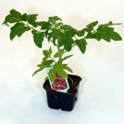 Busktomat 'Totem' 9cm kruka