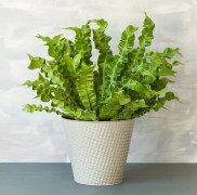 Fågelbobräken 'Crispy Wave’ 12cm kruka