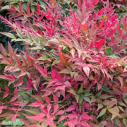 Nandina 'Gulfstream' C1,5-C2