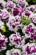 Buskpetunia Purple Pirouette F1 10 frö