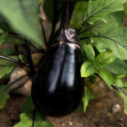 Aubergine Black Eggs 50 frön