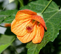 Klockmalva Bella Apricot Shades 5 frö