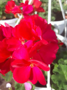 Calliope Hot Rose pelargon