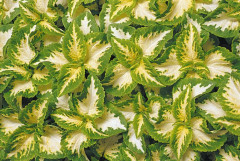 Palettblad "Wizard Jade" 15 frö