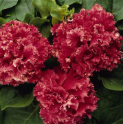 Petunia Kaskad /Dubbel Valentine 10 frön