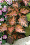 Palettblad "Wizard Coral Sunrise" 15 frön