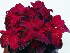 Palettblad "Rainbow Red Velvet" 15 frö