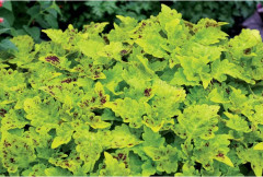 Terranova Lavish Lime stickling