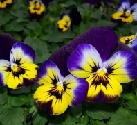 Pense /Viola Sorbet Midnight Glow F1 15 frön