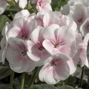 Pelargon "Maverick Appleblossom" F1 5 frö